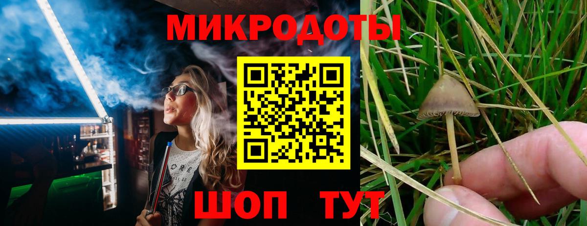 Псилоцибиновые грибы Psilocybe Дальнереченск